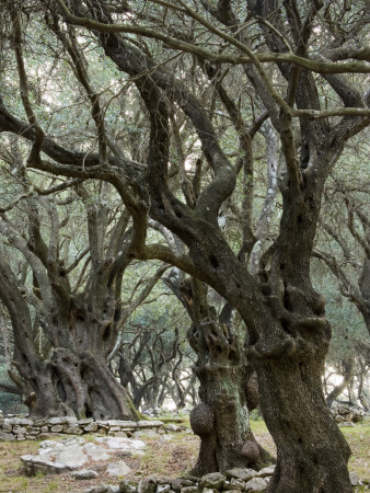 Olive Grove, Corfu, Greece, Designer: Gina Price by Clive Nichols Pricing Limited Edition Print image