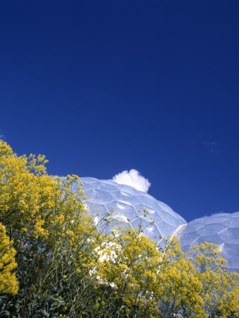 The Eden Project, Bodelva, St Austell, Cornwall, Biomes With Wild Flowers In Foreground by David Mark Soulsby Pricing Limited Edition Print image