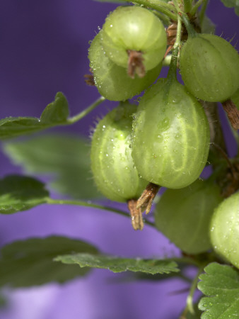 Details - Gooseberry by Richard Bryant Pricing Limited Edition Print image