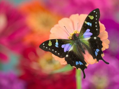 The Purple Spotted Swallowtail Butterfly On Flowers by Darrell Gulin Pricing Limited Edition Print image