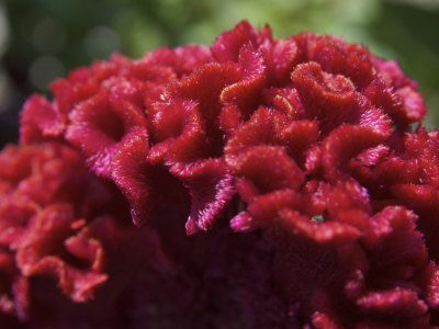 Celosia Flower, Tower Hill Botanical Garden, Boylston, Massachusetts, Usa by Lisa S. Engelbrecht Pricing Limited Edition Print image