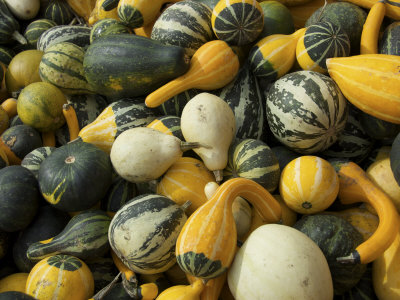 Gourds, Lookout Farm, Natick, Massachusetts, Usa by Lisa S. Engelbrecht Pricing Limited Edition Print image