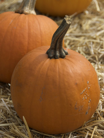 Pumpkins, Lookout Farm, Natick, Massachusetts, Usa by Lisa S. Engelbrecht Pricing Limited Edition Print image