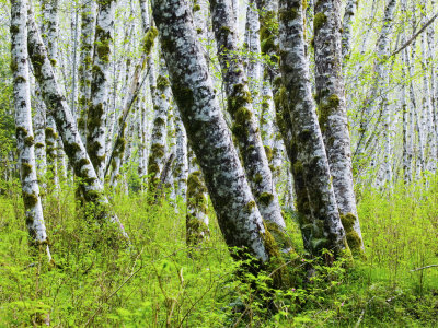 Spring Alder Trees, Olympic National Park, Washington, Usa by Terry Eggers Pricing Limited Edition Print image