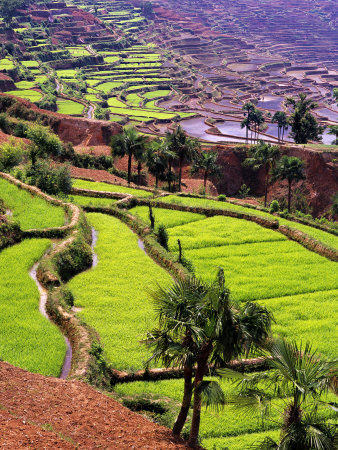 Rice Terraces, Jiayin Village, Honghe, Yunnan, China by Charles Crust Pricing Limited Edition Print image