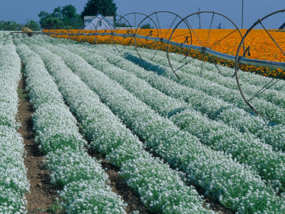 Field Of Allysum And California Poppies, Oregon, Usa by Julie Eggers Pricing Limited Edition Print image