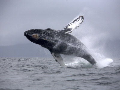 Humpback Whale Breaching, Chatham Strait, Alaska, Usa by Jon Cornforth Pricing Limited Edition Print image