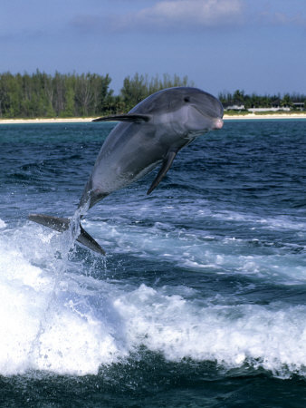 Dolphin Jumping, Grand Bahama, Bahamas by Michael Defreitas Pricing Limited Edition Print image