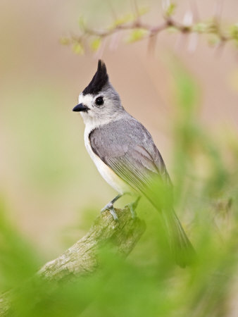 Tufted Titmouse In Thorn Brush, South Texas, Usa by Larry Ditto Pricing Limited Edition Print image