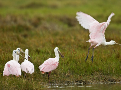 Roseate Spoonbills Feeding In Coastal Salt Marsh, Central Texas Coast, Usa by Larry Ditto Pricing Limited Edition Print image