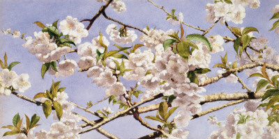 Apple Blossoms by John William Hill Pricing Limited Edition Print image