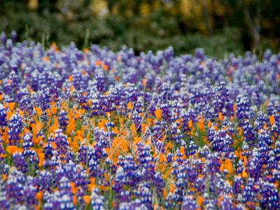 Figueroa Mtn Lupen And Poppies by Eloise Patrick Pricing Limited Edition Print image