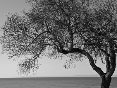 Solitary Tree, Shoreline Park, Santa Barbara by Eloise Patrick Pricing Limited Edition Print image