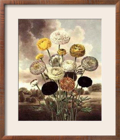 Ranunculus by Samuel Curtis Pricing Limited Edition Print image