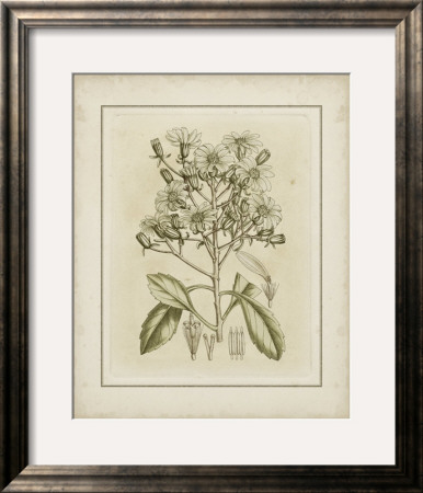 Tinted Botanical I by Samuel Curtis Pricing Limited Edition Print image