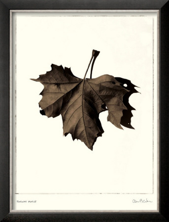 Norway Maple by Alan Blaustein Pricing Limited Edition Print image