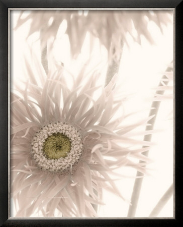 Gerbera Breeze Ii by Donna Geissler Pricing Limited Edition Print image