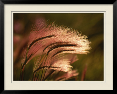 Foxtail Grass In Sunlight by George Grall Pricing Limited Edition Print image