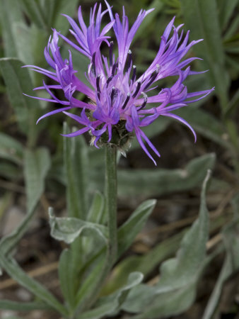 Centaurea Triumfetti, Squarrose Knapweed, Or Triumfetti's Cornflower by Stephen Sharnoff Pricing Limited Edition Print image