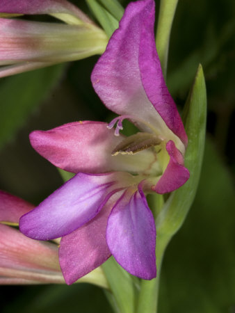 Close-Up Of A Wild Pink Gladiolus Flower In Provence, France by Stephen Sharnoff Pricing Limited Edition Print image