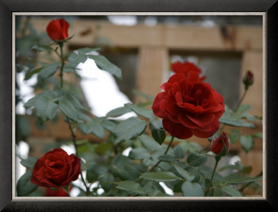 Red Roses by Nicole Katano Pricing Limited Edition Print image