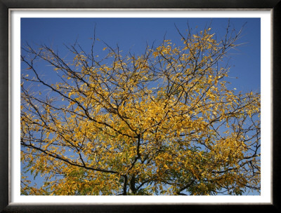 Golden Fall Ii by Nicole Katano Pricing Limited Edition Print image