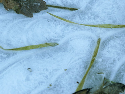 Close-Up Of A Frozen Stream With Ice And Three Grass Blades by Stephen Sharnoff Pricing Limited Edition Print image