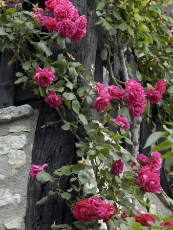 Bright Pink Roses Twine Up The Corner Of A House In Provence by Stephen Sharnoff Pricing Limited Edition Print image