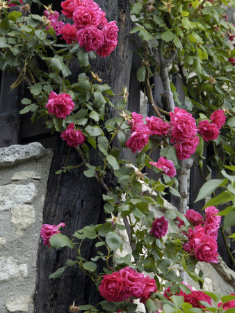 Bright Pink Roses Twine Up The Corner Of A House In Provence by Stephen Sharnoff Pricing Limited Edition Print image