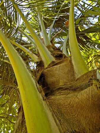 Looking Up At A Tropical Palm Trunk In Belize by Stephen Sharnoff Pricing Limited Edition Print image