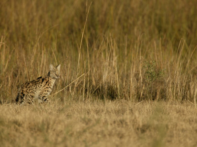 Serval (Leptailurus Serval) by Beverly Joubert Pricing Limited Edition Print image