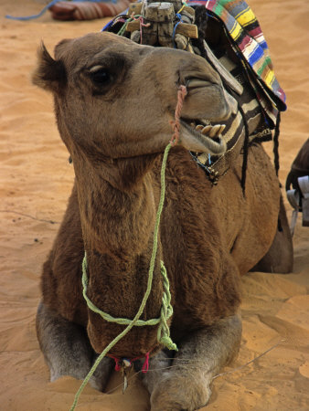 Camel With Saddle And Blanket Kneels In The Sand In The Sahara by Stephen Sharnoff Pricing Limited Edition Print image