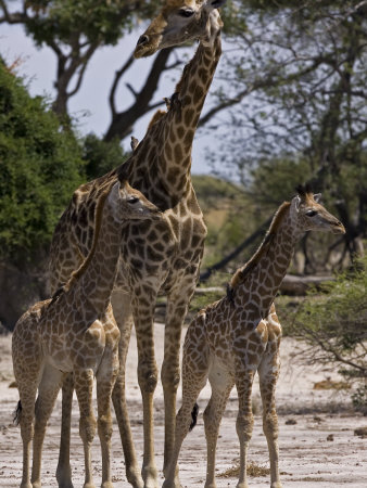 Adult And Two Juvenile Reticulated Giraffes by Beverly Joubert Pricing Limited Edition Print image