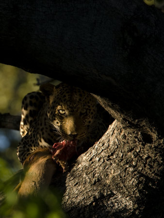 Leopard With It's Kill Safe In A Tree Top by Beverly Joubert Pricing Limited Edition Print image