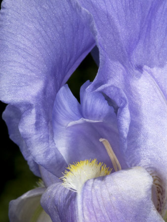 Close-Up Of The Pale Purple Flower Of Iris Pallida by Stephen Sharnoff Pricing Limited Edition Print image