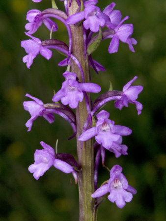 Gymnadenia Conopsea, The Fragrant Orchid by Stephen Sharnoff Pricing Limited Edition Print image
