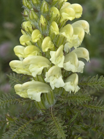 Flowers Of Pedicularis Foliosa, The Leafy Lousewort by Stephen Sharnoff Pricing Limited Edition Print image