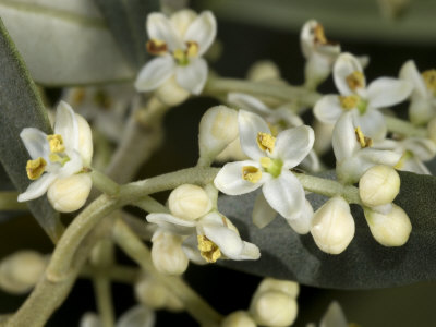 Tiny Flowers Of Olea Europaea, The Olive Tree by Stephen Sharnoff Pricing Limited Edition Print image