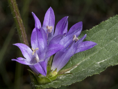 Campanula Glomerata, The Clustered Bellflower by Stephen Sharnoff Pricing Limited Edition Print image