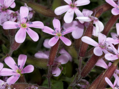 Saponaria Ocymoides, La Saponaire De Montpelier, Or Rock Soapwort by Stephen Sharnoff Pricing Limited Edition Print image