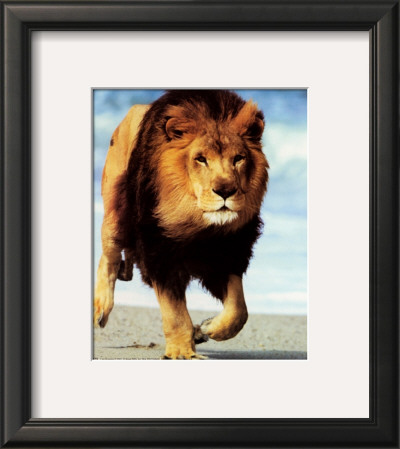 Lion Running by Ron Kimball Pricing Limited Edition Print image