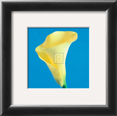Lily Bloom Vi by Bill Philip Pricing Limited Edition Print image
