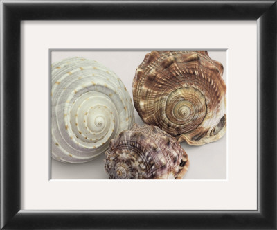 Spiral Shells by Mick Bird Pricing Limited Edition Print image
