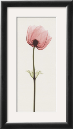 Anemone Iii by Steven N. Meyers Pricing Limited Edition Print image