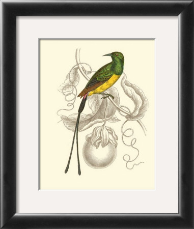 Jardine Hummingbird I by Sir William Jardine Pricing Limited Edition Print image