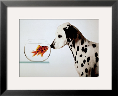 Dalmation Dog Looking At Dalmation Fish by Michel Tcherevkoff Pricing Limited Edition Print image