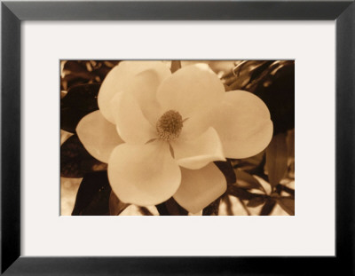 Spring Magnolia Ii by Dennis Kelly Pricing Limited Edition Print image