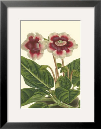 Gloxinia Garden Iii by Van Houtt Pricing Limited Edition Print image