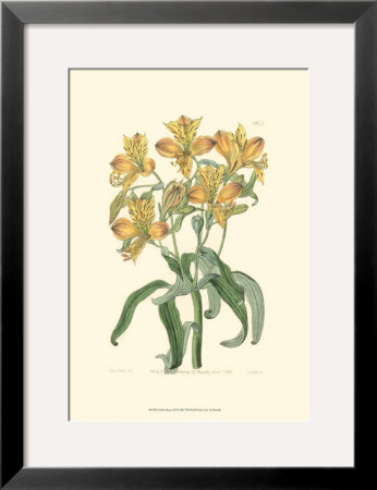 Golden Beauty Iii by Sydenham Teast Edwards Pricing Limited Edition Print image