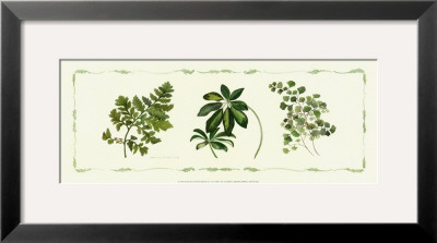 Assorted Ferns by Cappello Pricing Limited Edition Print image